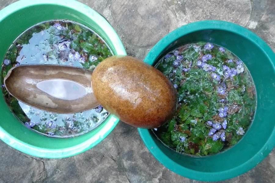 baño de limpieza con plantas amazonicas